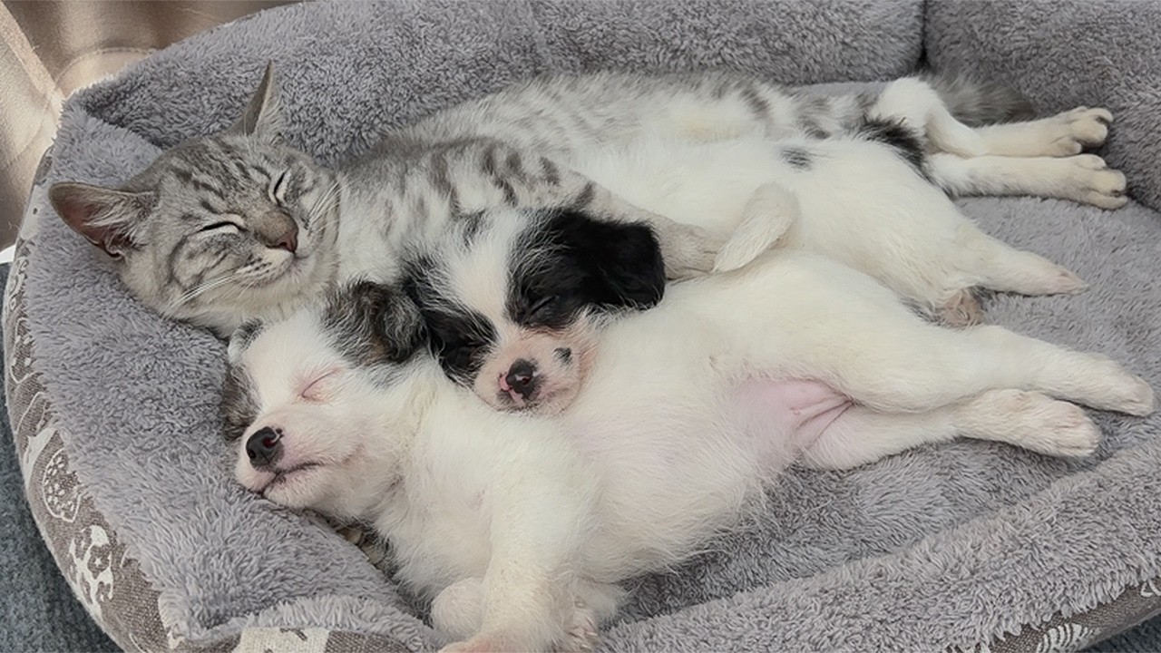 Abandoned Puppy Refuses To Sleep Without His Cat Mom — So Heartwarming