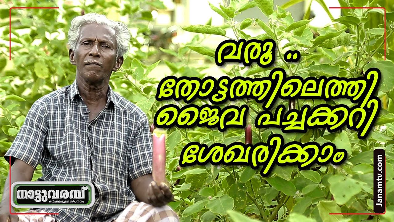 വരൂ .. തോട്ടത്തിലെത്തി ജൈവ പച്ചക്കറി ശേഖരിക്കാം | NATTUVARAMBU #224 | WORLD MARKET ANAYARA