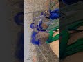 Paganix Keita travail xshalala sénateurx #bhojpuri #bhojpurisong