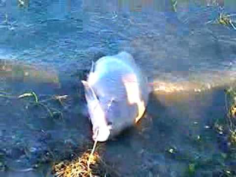 Choke Canyon Smallmouth Buffalo Youtube