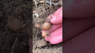 The Secret Forest Fern That Turns Into a Traditional Remedy 🌿 #shortsvideo