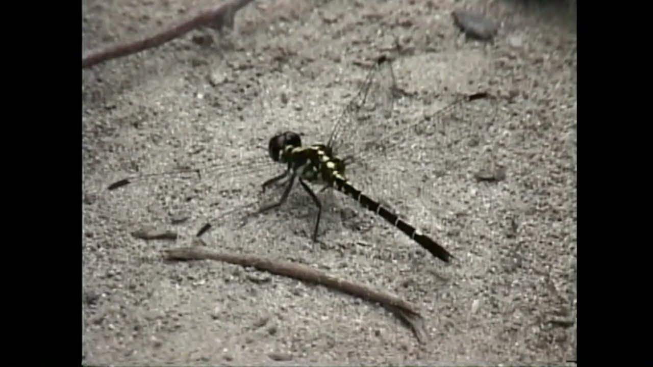 【海外の昆虫】パプアニューギニアの昆虫たち 1997① YouTube
