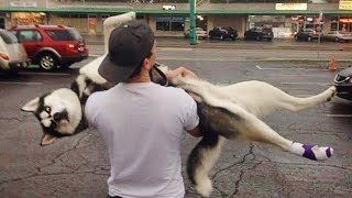 Huskies being dramatic for 10 minutes | FUNNIEST Animals Video