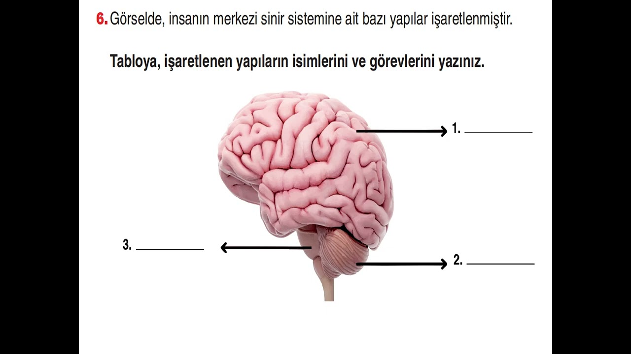 6. Sınıf Fen Bilimleri 1. Dönem 2. Yazılı sınav mebi örnek sınav soru çözüm videosu #6.sınıffen 