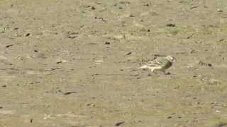 American Pipits Feeding