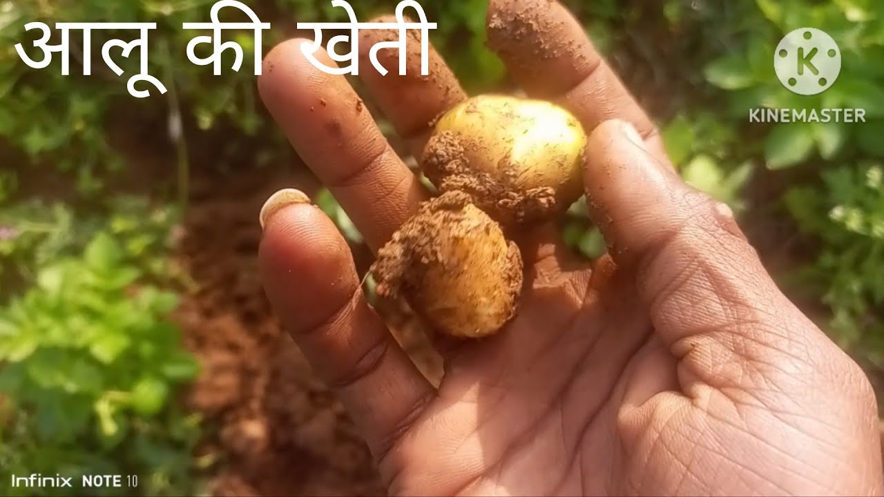 Potato Farming from Sowing to Harvest | Complete Guide for High Yield 