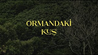 Ormandaki Kuş Resimi