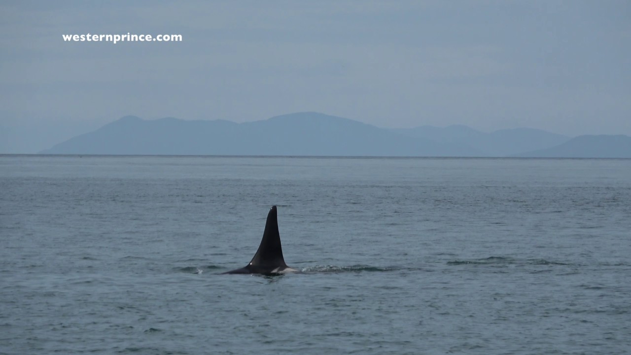 The J17's and L87 - Endangered Southern Resident Killer Whales - Western Prince Whale Watching
