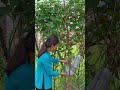 Trái này có phải tên là trái bí đao không mọi người #nganmenque