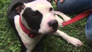 Pit Bull Puppy Saves Family