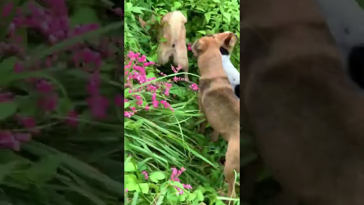 Otter Titi And Merdogs Walk In The Forest Land