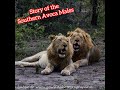 Southern Avoca Male Lions - Short Story of 2 out of 5 Brothers