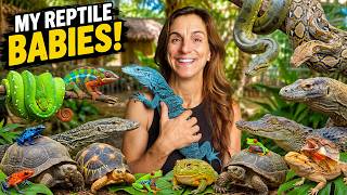 All My Baby Animals in One Video!