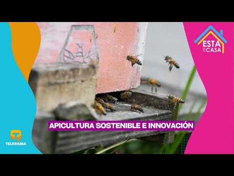 Apicultura sostenible e innovación