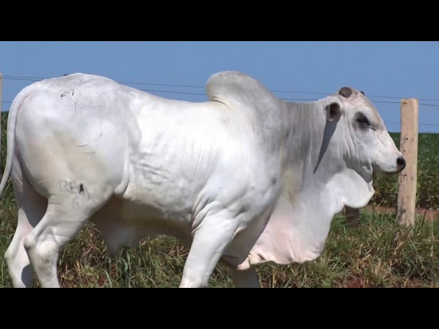 lote 21   reaw06 1080p