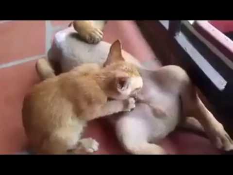 Impudent cat - YouTube