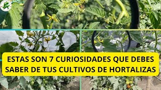 ESTAS SON 7 CURIOSIDADES QUE DEBES SABER DE TUS CULTIVOS DE HORTALIZAS