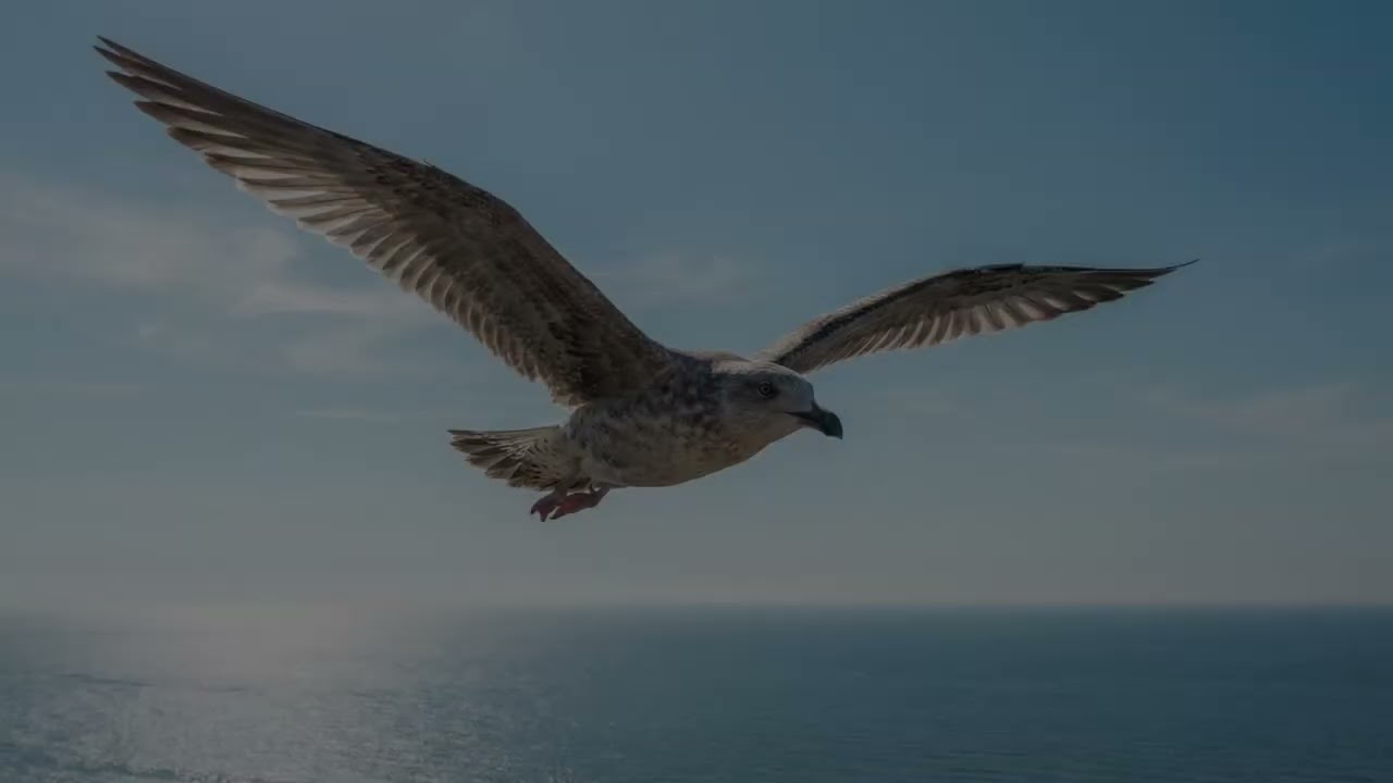 His First Flight Class 10 English | Full Animated Story of a Young Seagull 