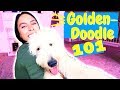 How To: Care for a Goldendoodle (or Labradoodle)!