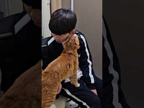 미련뚝뚝 아침 인사 #개냥이 #고양이 #cat
