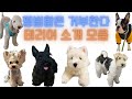 각양각색 매력! 테리어 소개 몰아보기