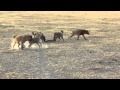 Hyena Kill