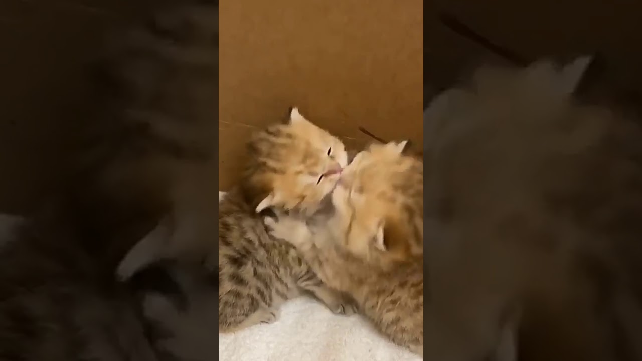 Adorable 😍 ️♥️😻🐾 - YouTube