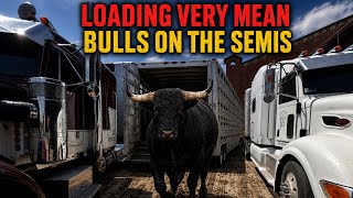 loading KILLER Bulls on the SEMI - Behind the Chutes #242