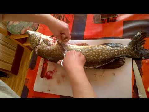 Video: Cómo Cocinar Pescado Lucioperca