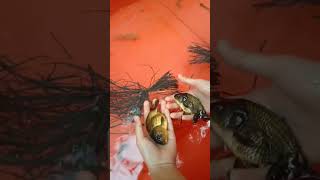 Download Lagu BELI IKAN MAS KOKI BESAR UNTUK KOLAM BARU KU MP3