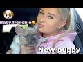 WE GOT A NEW PUPPY! | Frenchie puppy vlog, our 8th dog...