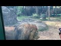 Lion pacing before meal at Houston Zoo