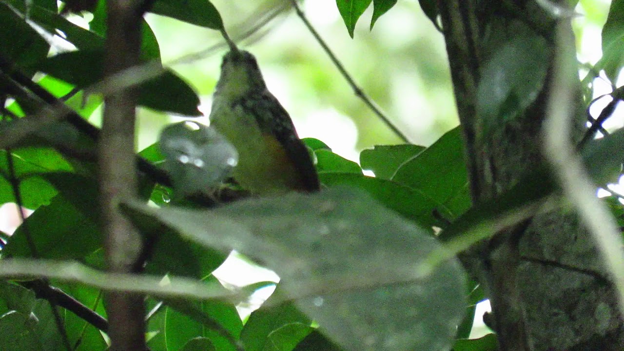 Imeri Warbling-Antbird,  Hypocnemis flavescens, Amazonian birds, Inirida Birding, Mavecure