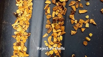 Small walnut pieces sorted by AMVT