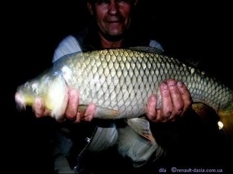 ловля карпа ночью ловля карпа ночью