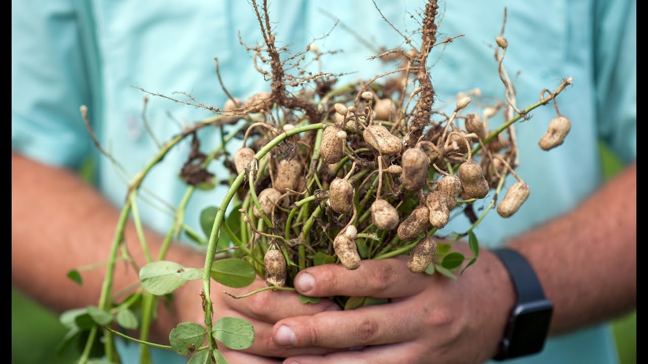 Science on the Farm: David Wildy, Farmer of the Year