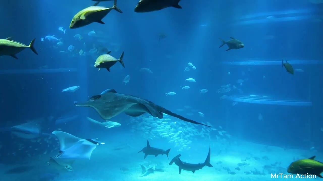 "Top 10 Deep Sea Survival Adaptations That Help Creatures Defy Death":