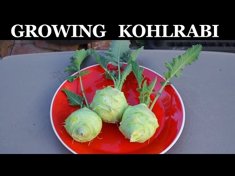 Video: Menumbuhkan Kohlrabi Greens - Apakah Daun Kohlrabi Dapat Dimakan?