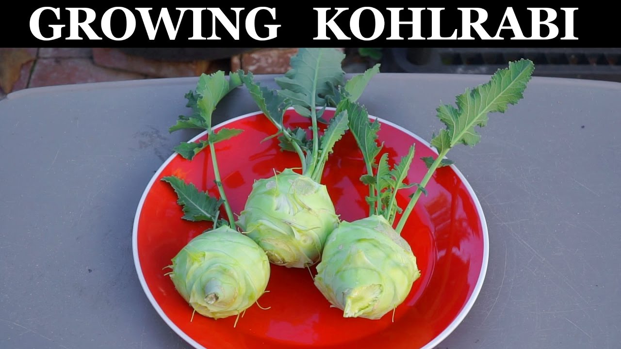 Growing Kohlrabi In Raised Beds How To Grow Kohlrabi YouTube