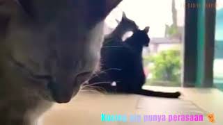 Kucing aja punya perasaan #Harusnya Aku