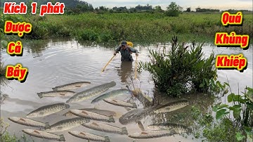 Bắt Cá Bằng Mồi Điện - Đánh 1 Phát Trúng Cả Đàn,Quá Khủng Khiếp-fishing