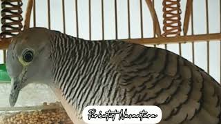 Perkutut Lokal Rondo Semoyo Suara Kristal Gacor