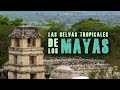 Las selvas tropicales de los mayas