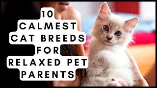 10 Calmest Cat Breeds for Relaxed Pet Parents 10 Calmest Cat Breeds for Relaxed Pet Parents