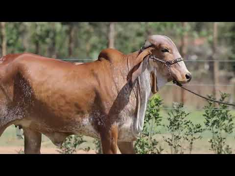 LOTE 28 – LENITA FIV CABO VERDE JCVL4361