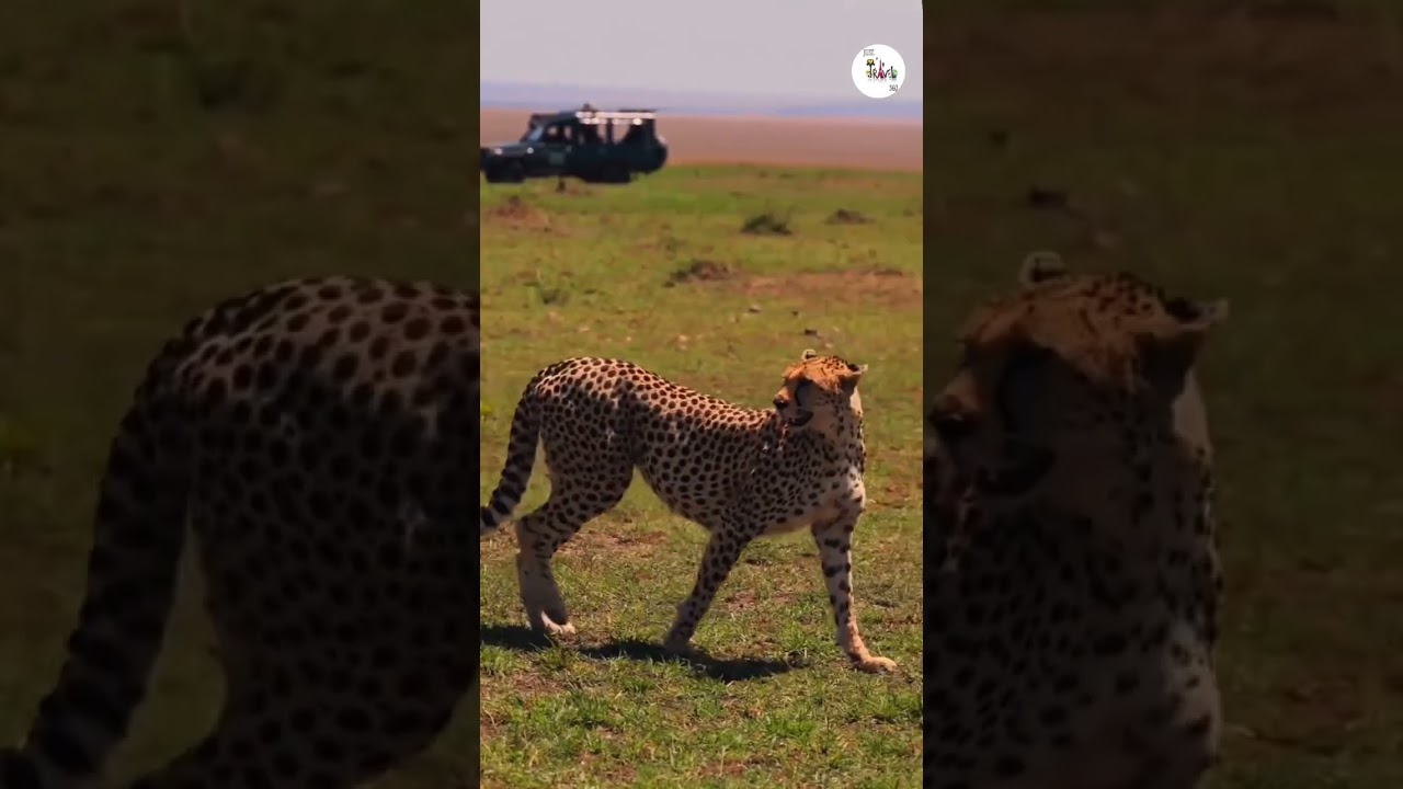 Feel the rhythm of Maasai Mara, Kenya 🇰🇪Culture, tradition, and the heartbeat of Africa.