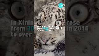 Tech boosts wildlife rescue in China