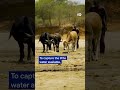 Sand dams in Kenya