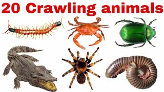 20 Crawling Animals Name in English | Fun Learning for Kids, Preschool &amp; Toddlers with Pictures