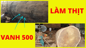 CẮT CÂY LIM XANH TALY KHỦNG LÀM " SẬP GỖ NGUYÊN KHỐI " | Cương sập gỗ